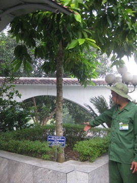 Cây ngọc lan được trồng khu mộ của 10 cô gái thanh niên xung phong