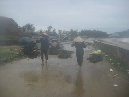 Khẩn trương khắc phục hậu quả sau bão số 10 - 6 Người dân tranh thủ thu gom củi (Ảnh: Phượng Vũ)