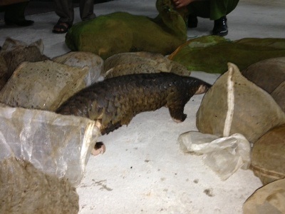 Số động vật hoang dã cơ quan chức năng phát hiện và thu giữ