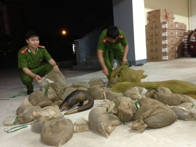 Số động vật hoang dã cơ quan chức năng phát hiện và thu giữ