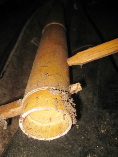 Cây đàn Trơ bon đã bị mối mọt do không dùng đến