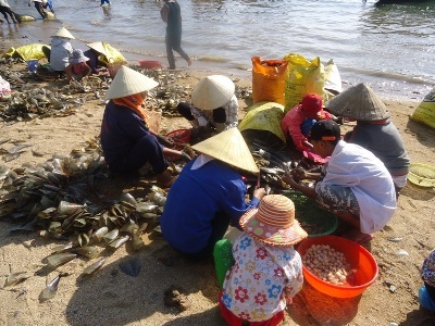 Hà Tĩnh: Mưu sinh  nhờ lộc biển - 2 Tổ chức thành từng tổ để sơ chế đạt năng suất cao