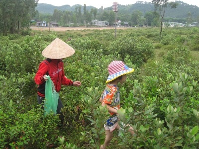 Theo mẹ đi hái sim