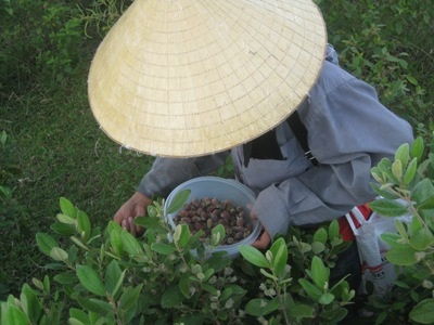 Những đứa trẻ hái sim kiếm tiền đi học