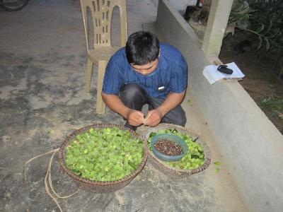 Để ươm thành công cây dó trầm Việt đã nếm không ít thất bại