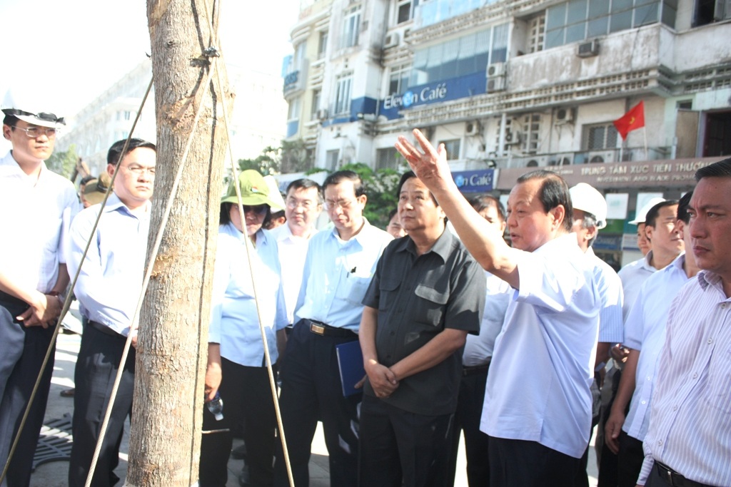 TPHCM yêu cầu thay cây xanh trên phố đi bộ Nguyễn Huệ