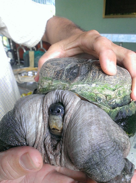 Phát hiện con rùa “siêu dị” ở Tiền Giang