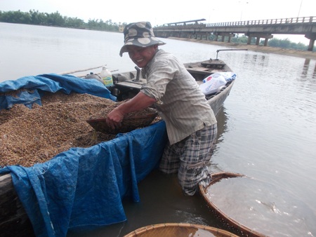 Người làm nghề cào hến thường chua xót nói rằng, họ đổi tính mạng lấy 1.000 đồng.