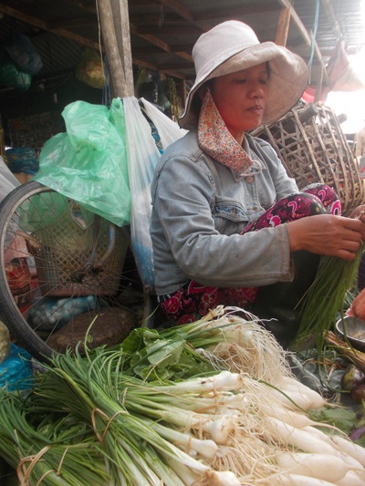 Giá củ nén tăng cao khiến người trồng nén vội vàng bán non trước mùa thu hoạch