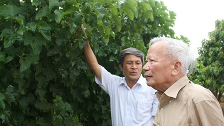 Nguyên Phó Thủ tướng và đàn vịt giời - 2 Với cây cọc rào – Jatropha