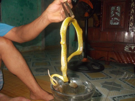 Săn rắn lục đuôi đỏ về… nhậu và ngâm rượu - 1 Bắt rắn ngâm rượu
