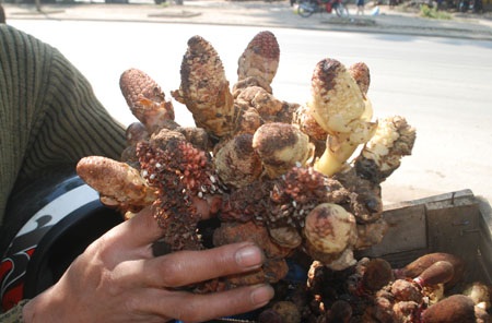 Nấm tỏa hương được người dân Lào Cai khai thác trên núi cao
bán cho du khách.