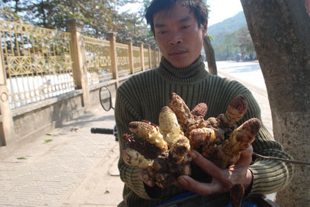 Nấm tỏa hương được người dân Lào Cai khai thác trên núi cao
bán cho du khách.