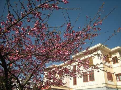 Phạm Ngọc Triển