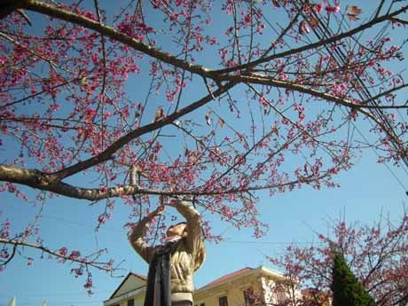 Phạm Ngọc Triển