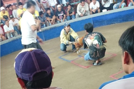 Hai con bạc ôm gà giao đấu tại sới bạc ở Campuchia