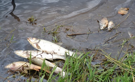 Cá ở hồ Dã Chiến chết hàng loạt