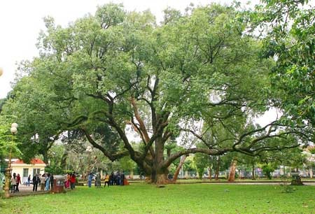 Vinh danh hai cây long não gần 100 tuổi - 1 Cây long não trăm tuổi tại Biệt Điện Bảo Đại.