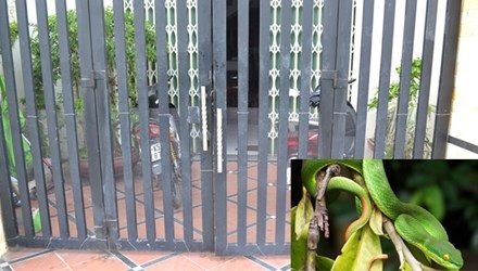 Chuyên gia lí giải hiện tượng bùng phát rắn lục đuôi đỏ