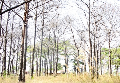 Hàng ngàn
cây thông ở Đắk Nông bị đầu độc, phá hoại