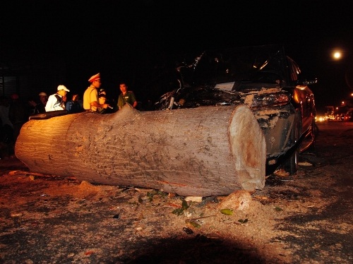 Thân cây khủng được cưa xẻ thành nhiều khúc để đảm bảo giao thông.