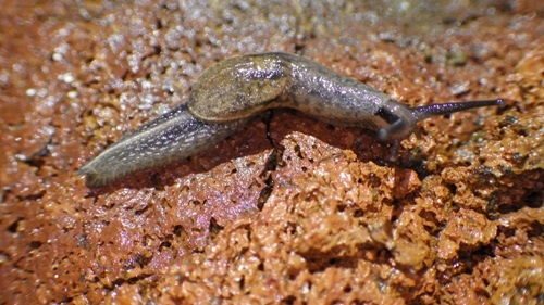 Các sinh vật sống trong hang.