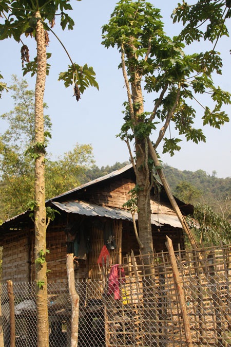 Ở Nậm Củm, đến quả đu
đủ cũng sợ mất.