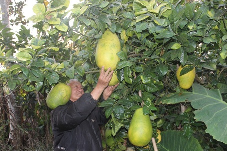 Ông Dương Quang Quế bên những trái chanh khổng lồ không hạt.