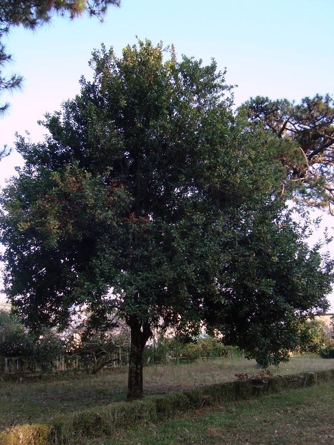 Cây mắc ca cổ thụ đứng bên hông biệt thự số 26.