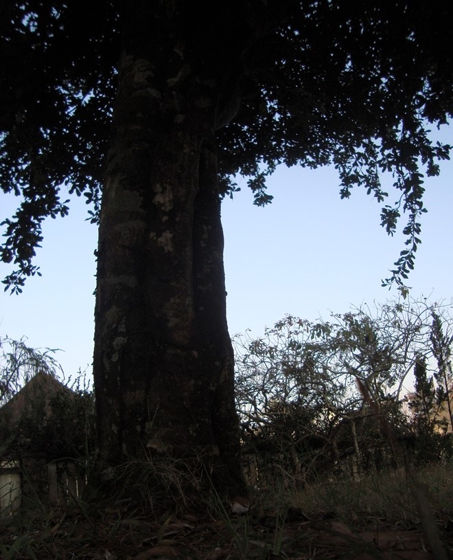 Ở Việt Nam hiện nay, hiếm có cây mắc ca nào có đường kính gốc lớn đến như thế này.