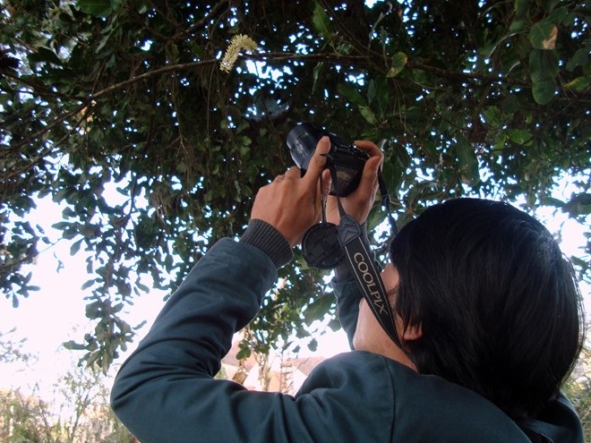 Giới báo chí Lâm Đồng bắt đầu quan tâm đến cây mắc ca cổ thụ trên đường Trần Hưng Đạo, Đà Lạt.