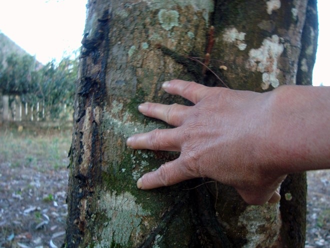 Chu vi ước khoảng 1,2m.