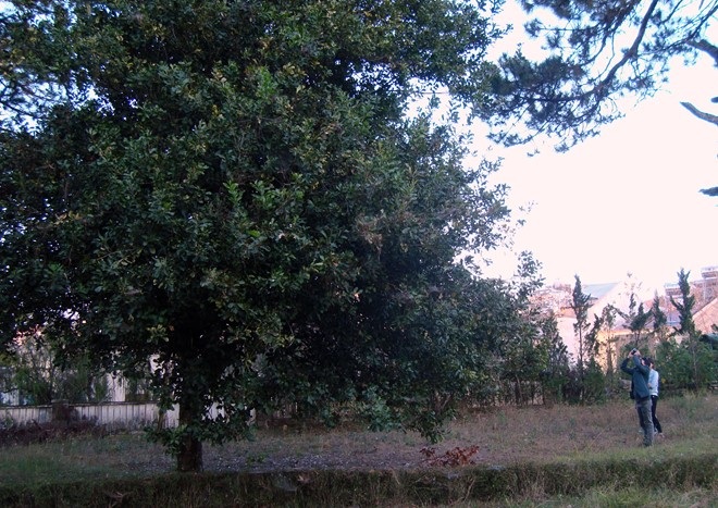 Chu vi ước khoảng 1,2m.