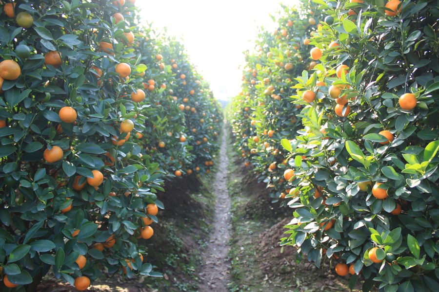 Trồng quất chơi Tết: 3 năm mới đến ngày “hái quả”!