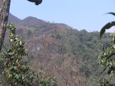 Gió nóng Ô Quý Hồ xuất hiện đe dọa rừng quốc gia Hoàng Liên