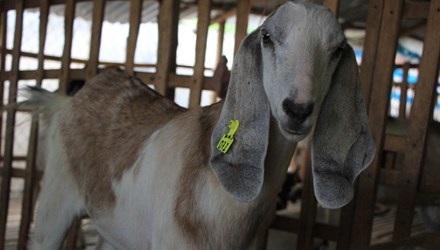 Mới lạ dịch vụ cho thuê... dê chơi Tết Ất Mùi - 1 Mới lạ dịch vụ cho thuê... dê chơi Tết Ất Mùi