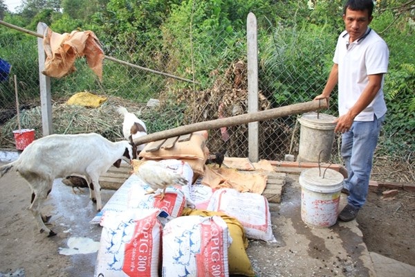 Mới lạ dịch vụ cho thuê... dê chơi Tết Ất Mùi - 2 Mới lạ dịch vụ cho thuê... dê chơi Tết Ất Mùi
