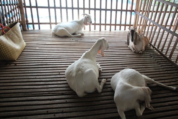 Mới lạ dịch vụ cho thuê... dê chơi Tết Ất Mùi - 3 Mới lạ dịch vụ cho thuê... dê chơi Tết Ất Mùi