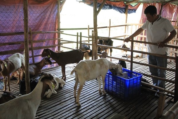 Mới lạ dịch vụ cho thuê... dê chơi Tết Ất Mùi - 4 Mới lạ dịch vụ cho thuê... dê chơi Tết Ất Mùi