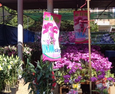 Hoa lan đồng giá