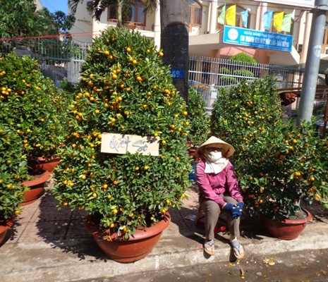 Quất xổ giảm giá 50%.