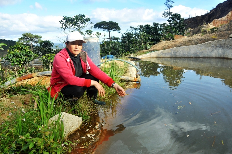 Nước trong hồ Dã Chiến bị ô nhiễm nặng dẫn đến cá chết hàng
loạt