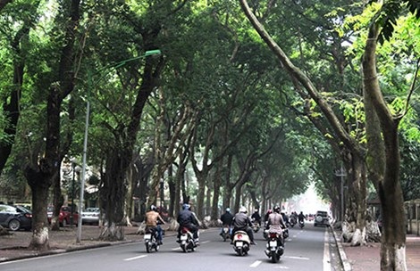 Trồng cây đặc sản Hà Nội trước sân bay