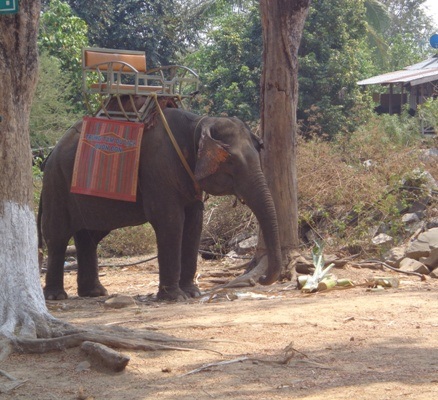 Số lượng voi tại Đắk Lắk đang giảm mạnh vì nhiều nguyên nhân khác nhau.