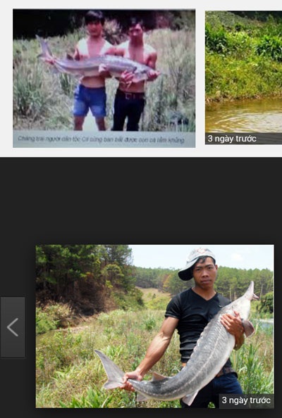 Hình ảnh người dân bắt được cá tầm “khủng” trong môi trường tự nhiên xuất hiện tràn lan trên mạng.