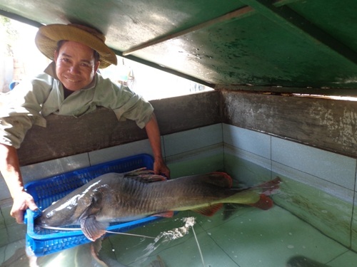 Cá lăng khủng là đặc sản của sông Sêrêpôk