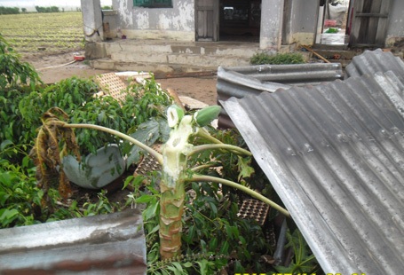 Nhiều căn nhà ở Đơn Dương (Lâm Đồng) bị mưa đá tàn phá.