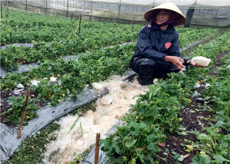 Khóc bên những ruộng hoa màu sắp thu hoạch.