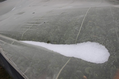 Nhiều đá còn đọng lại trên mái lưới nhà vườn. Người dân than: 