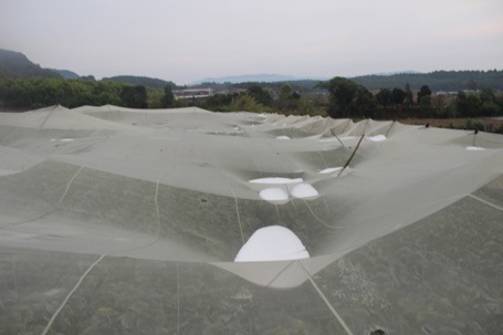 Nhiều đá còn đọng lại trên mái lưới nhà vườn. Người dân than: 